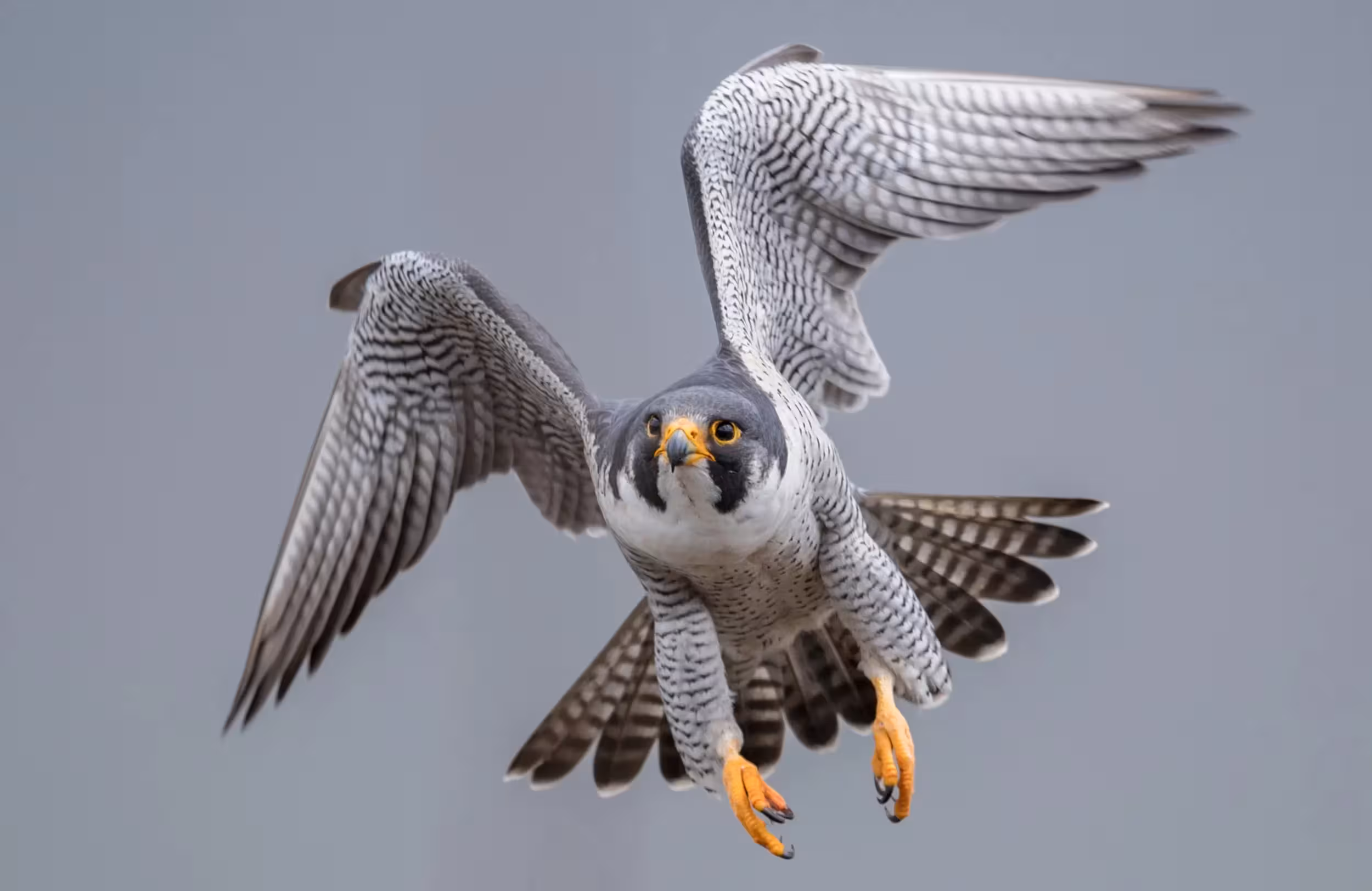 Falcon